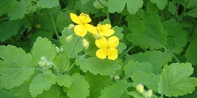Treatment of nail fungi in the celandine legs