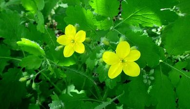 Celandine for nail fungal treatment