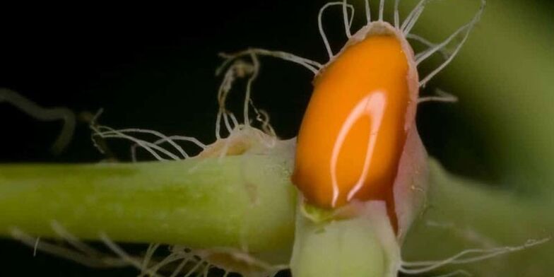 celandine juice for the treatment of nail fungus